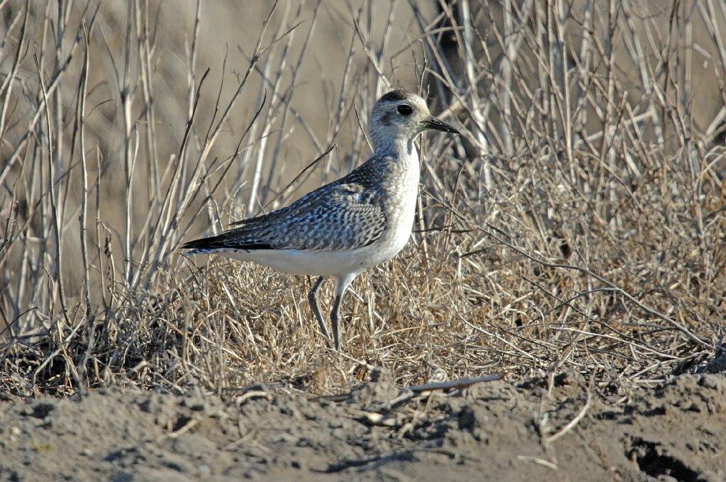 Plover, Pacific Golden, 2007-01195805 Guadalupe, CA.JPG - Pacific Golden Plover, Guadalupe, CA, January 2007